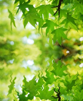 natural image of green tree leaf water reflection