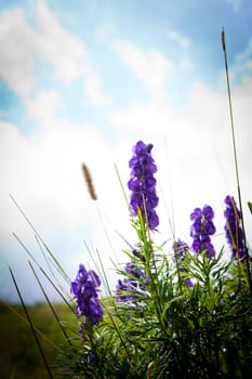 Aconitum napellus bush - italian alps