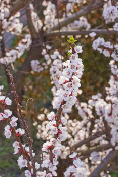 Cherry flower in a branch from a tree