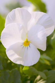 Close up of a white and yellow violet