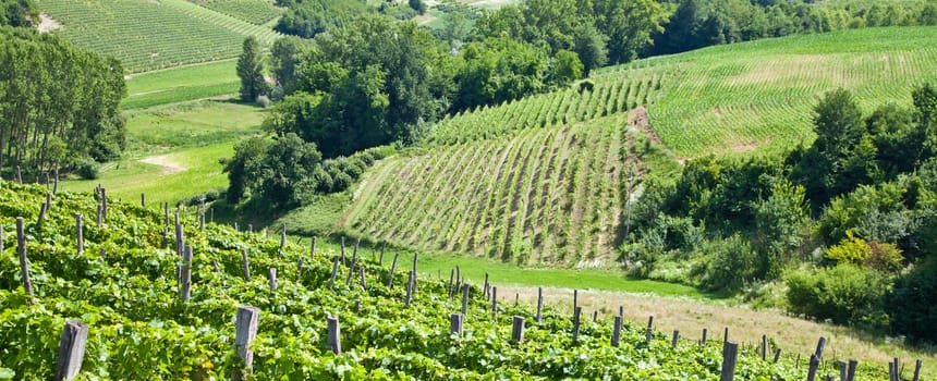 Barbera vineyard during spring season, Monferrato area, Piedmont region, Italy