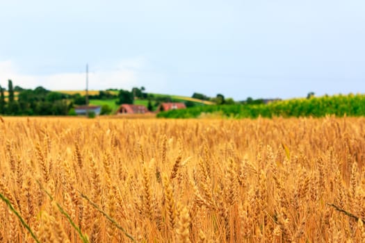 Photo of Wheat Field, closeup