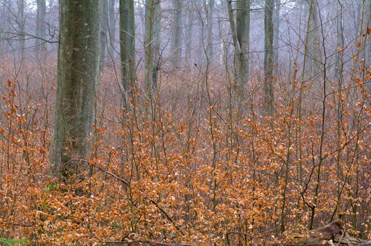 Beech trunks and small beech plants in a forest