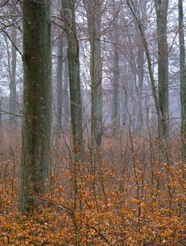 Beech trunks and small beech plants in a forest