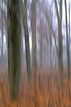 Beech trunks and small beech plants in a forest, movement blur