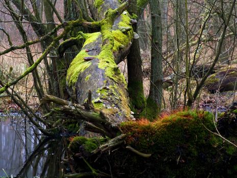 Fallen tree covered with moss and mushrooms a spring day in March