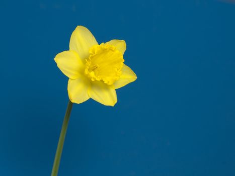 narcissus with blue background