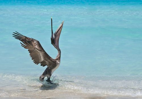 A pelican stretches and dances in the sunlight.