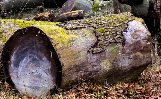 A tree trunk covered with green moss a spring day