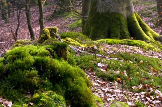 Tree roots covered in moss in a forest a spring day