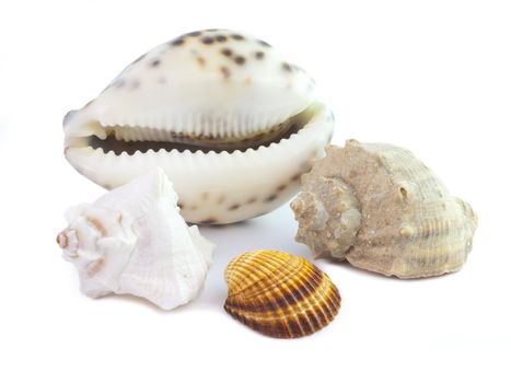 The isolated seashells on a white background