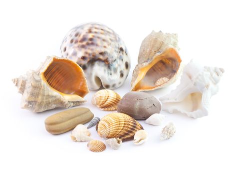 The isolated seashells on a white background