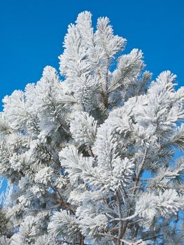 Hoarfrost on a young pine against the blue sky