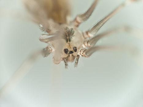 Macro Photo of a paunch of a small spider, soft focus