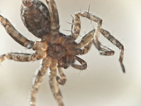 Macro Photo of a paunch of a small spider, soft focus
