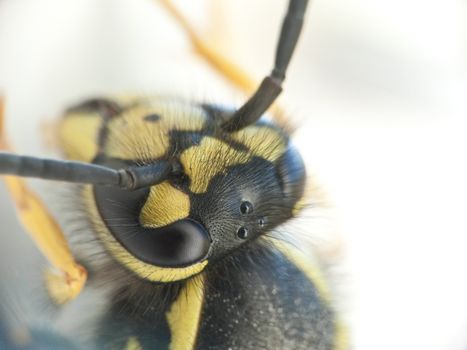 Macro Photo of the head of the wasp, soft focus