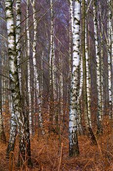 Birch trunks in the forest a spring day