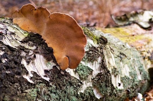 Birch trunk with its parasite mushroom in the forest a spring day