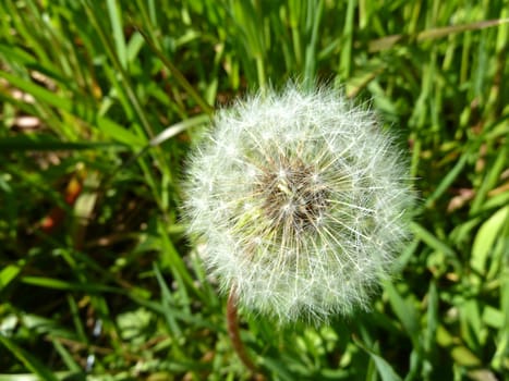 dandelion head gone to seed