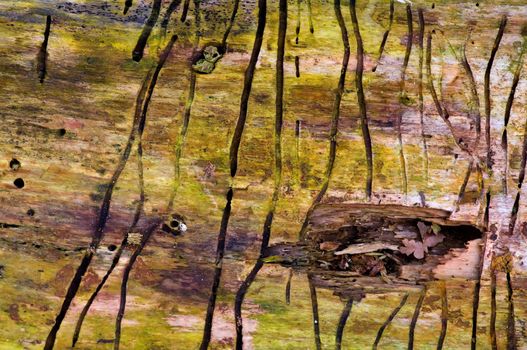 Effects of a birch bark beetle, Scolytus ratzeburgi, on a birch trunk