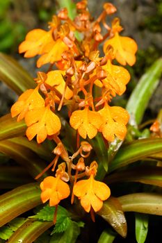 Yellow Snap Dragon Flower In Thailand