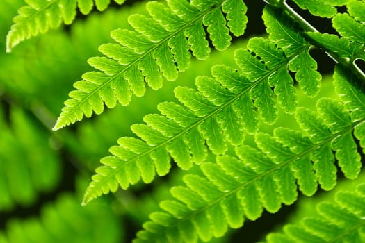 Fresh spring green fern leaves in forest.