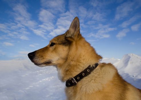 Portrait of a dog wearing a collar in a profile close-up