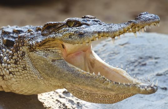 Dangerous crocodile with open mouth