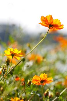 Blossom yellow flower in a beautiful day. 