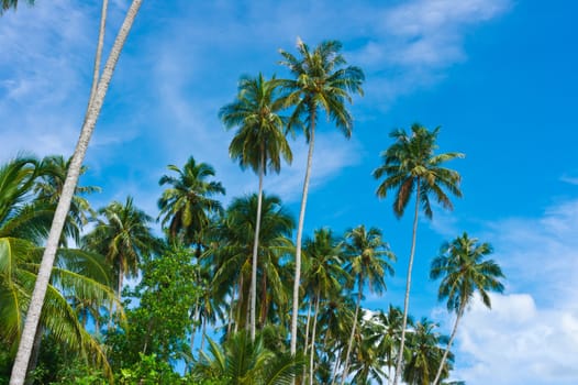 Palms on desert island, Banyak Archipelago, Indonesia, Asia