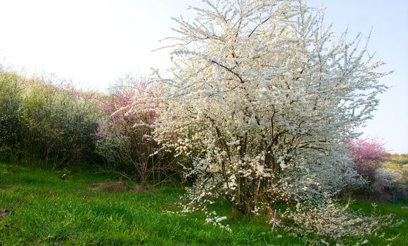 Flowering trees a spring day close to Castelvetro, Italy