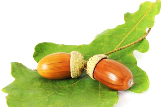 Two ripe brown acorns on green oak-leaf