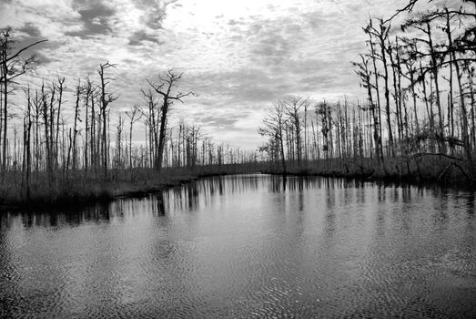 Swamp water on a river in North Carolina
