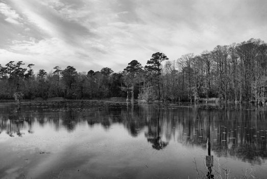 Swamp water on a river in North Carolina