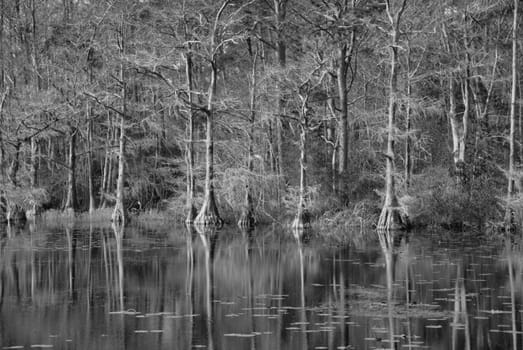 Swamp water on a river in North Carolina