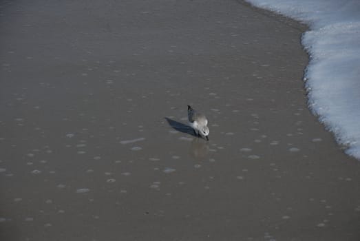 A sea gull on the shore in the summer time