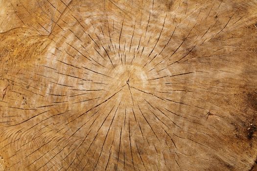 Close-up of old cracked wood log 