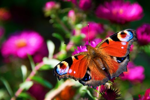 European batterfly (Nymphalidae, Inachis io, Peacock) on pink flowers. Shallow depth-of-field