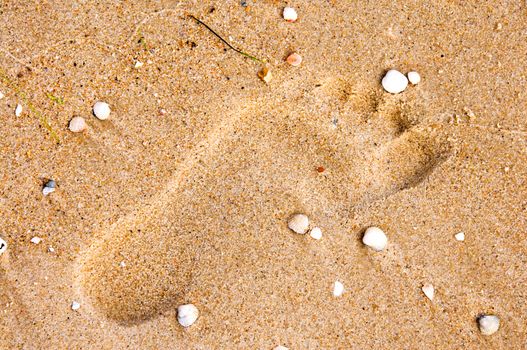 One footprint on sand with small shells