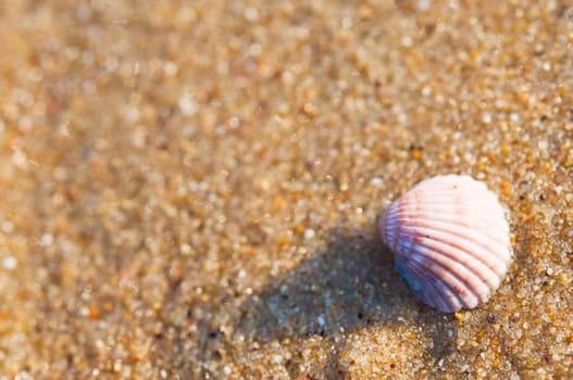Sea shell on sand. Shallow depth-of-field