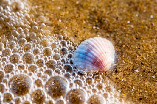 Sea shell on sand covered by water with bubbles