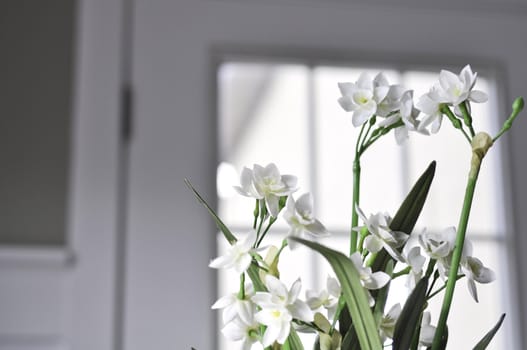 paperwhite flowers in a  modern house with a white door in the background