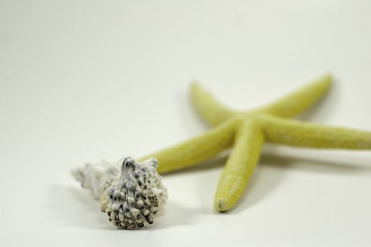 sea shell with bright yellow star fish in background and a very shallow depth of field plenty of white space