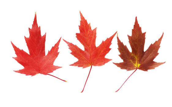 Tree variety red  maple leaves on white background