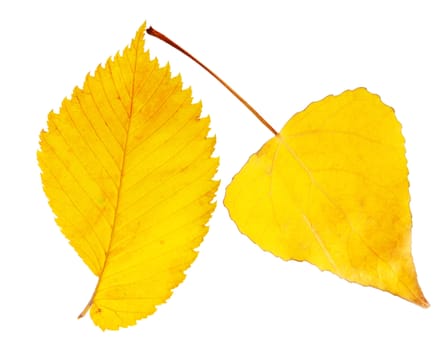 Two autumnal yellow leaves on white background