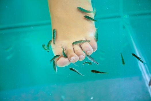 Fish spa treatment with garra rufa – doctor fish 