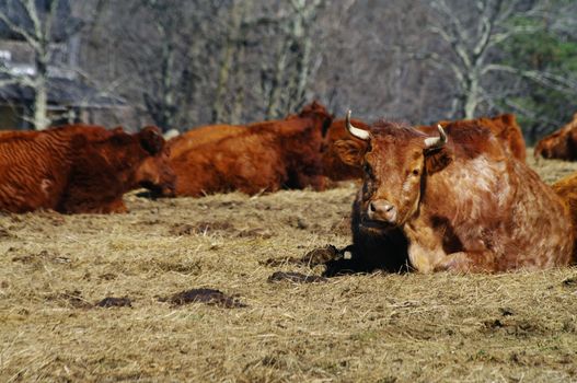 A herd of cattle in the field
