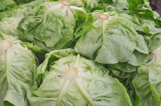 Lettuce (Lactuca sativa) aka green salad leaf vegetables