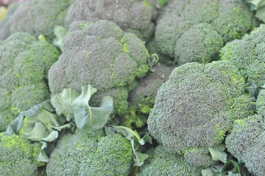 Broccoli plant in the cabbage family, with large edible flower head vegetable