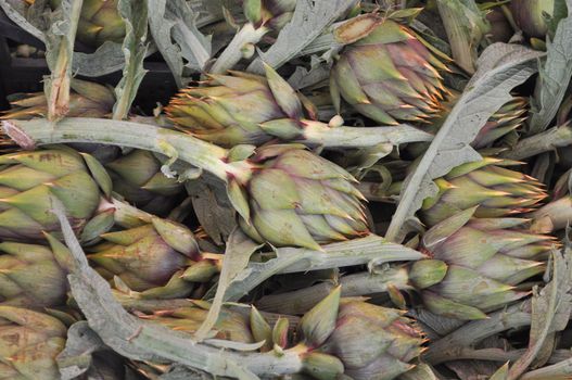 Globe artichoke (Cynara cardunculus scolymus) perennial thistle vegetable